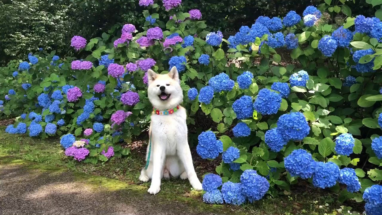 秋田犬パティ ぼくと紫陽花 今日もママのモデルになりました Youtube