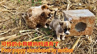 The mother dog disappeared, leaving three puppies without care and almost starved to death. by 狗狗之家 19,334 views 1 month ago 26 minutes