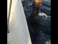 اما راكب ع ظهر حوت اما راكب ع ظهر حوت