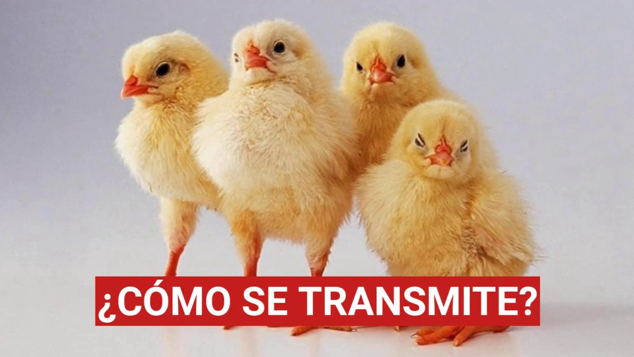 Resultado de imagen para pollos y pollitos con coccidiosis