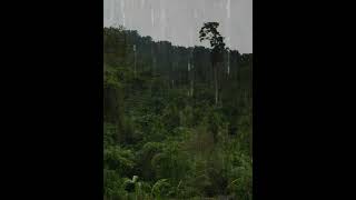 Rain as if you were in nature Just lie down #rainsounds #sleepsounds #shorts