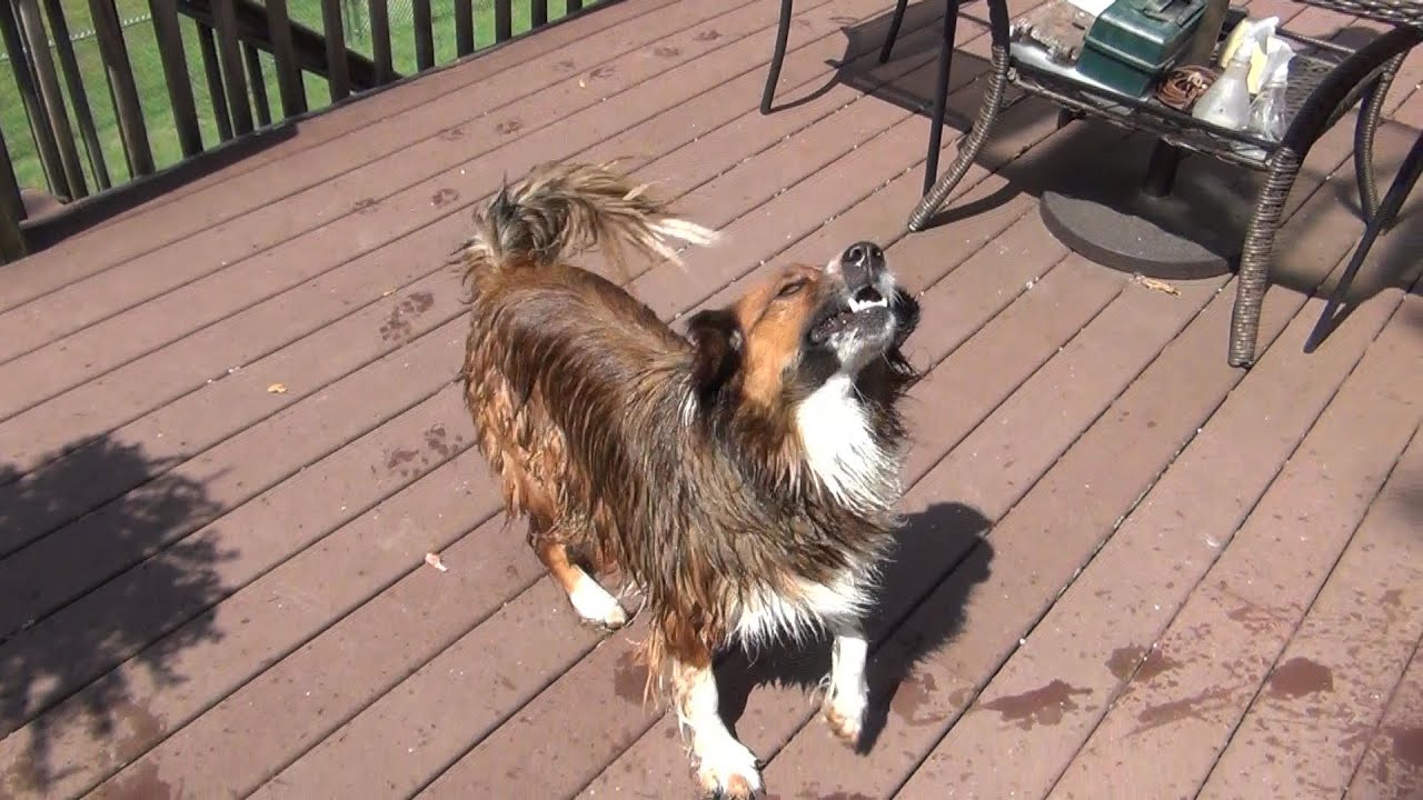Doggy Gets A Bath - YouTube