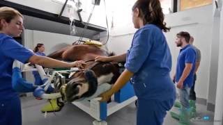 Tc Cavallo Equivet Roma Hospital