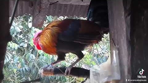 Qaib qus txuam tom 1-ไก่ป่าลูกผสมน้ำ1(F1)