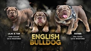English Bulldog Playing Time || Passion Of Pets by Passion of pets 77 views 2 years ago 1 minute, 46 seconds