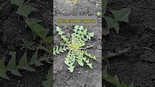 Техника опрыскивания - 9 