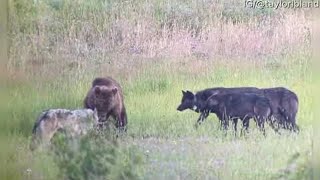 Wolf Pack Chases Grizzly Bear Viralhog