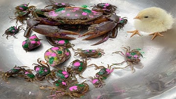 Kem Ốc và cua Chanel bắt các con vật màu sắc có máy xúc, xe tải chở con cua, con bò, ốc sên, con vịt