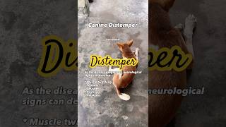 Canine Distemper: A Preventable but Deadly Disease in Dogs #vetpocket #vetlife #fieldvet #distemper