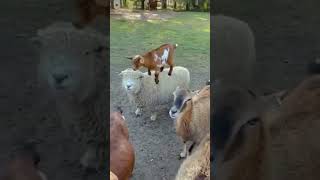 Goat On Goat