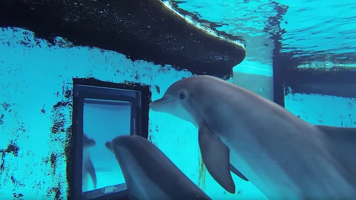 Dolphins: How Smart are They Actually? |  Inside the Animal Mind | BBC Earth - DayDayNews