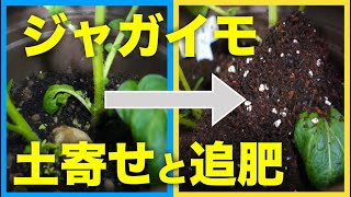 じゃがいもの土寄せと追肥のやり方、時期タイミング【しないとどうなる？】