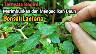 Tips on Shrinking and Shrinking Lantana Bonsai Leaves