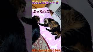 懐かしい学園ドラマ ふたごのキジトラ #cat #かしわねこ #保護猫 #猫のいる暮らし #猫のいる生活