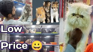 Persian cat in pakistan for sale - Cat shop in Lahore - Tollinton market Lahore - persain cat price