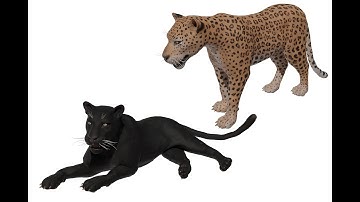 Leopard animation demo