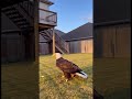 Eagle Snatched The Kitten... Mom JUMPED From The 2nd Floor?! 🤯