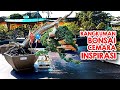 Inspirasi Bonsai Cemara Pameran bonsai tirtasani