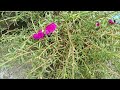 "Plants That Survive on Neglect: Nature’s Strongest Warriors"