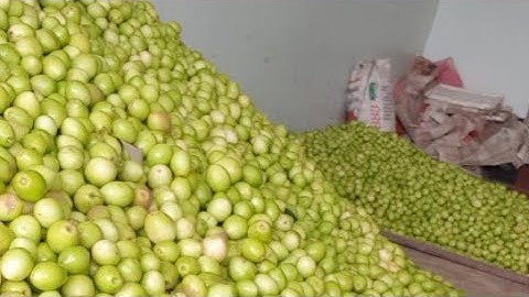 MỜI CÁC BẠN ĂN QUẢ TÁO I NÚI ĐỒI LỤC NGẠN