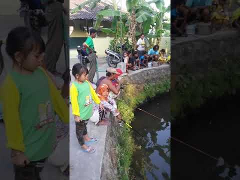 ANAK KECIL MANCING MANIA DI SUNGAI SAYANGAN SOBAYAN PEDAN ANAK KECIL MANCING MANIA DI SUNGAI SAYANGAN SOBAYAN PEDAN