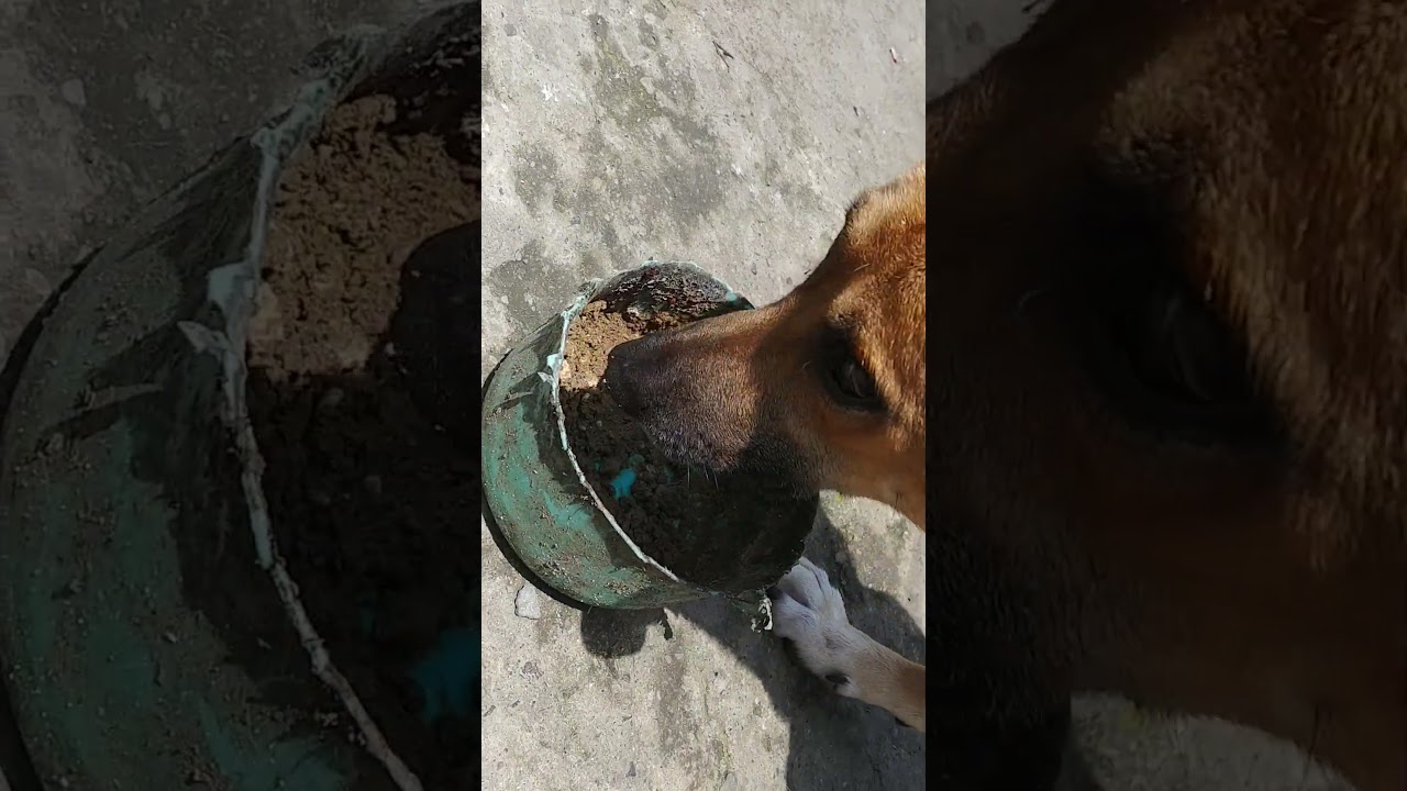 የውሻ ምግብ መኖ Dog Food
