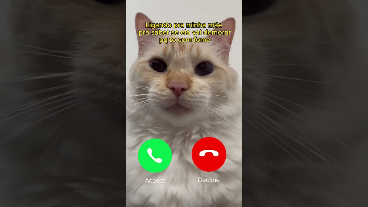 LIGANDO PRA MINHA MÃE #gatoxinha #gatosengraçados #gatos #gatosfofos