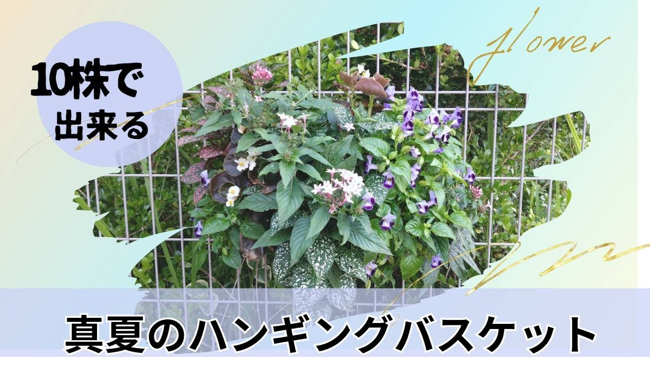 10株で出来る真夏のハンギングバスケット - YouTube