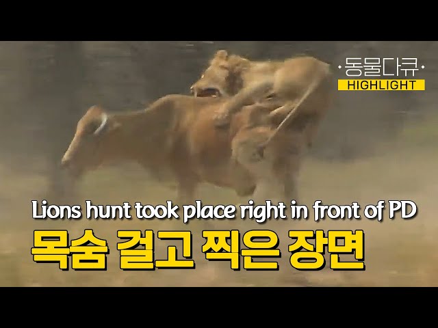 '마을을 덮친 아프리카 식인사자'