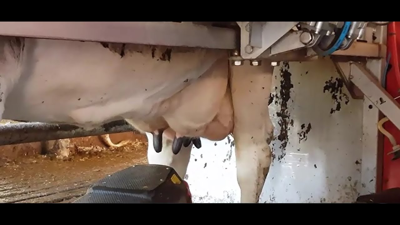 Чудо техники и коровы с очень большим выменем