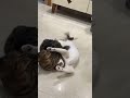 Funny Cat Moment 😂😺 #meme #cat #funnycats