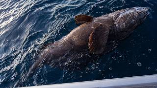 This Fish Nearly Killed Me