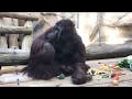 Orangutans is all you need to know! | Facebook Live