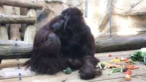 Orangutans is all you need to know! | Facebook Live