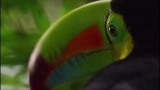 Planet Earth 2 2016 - Toucan Screen Time