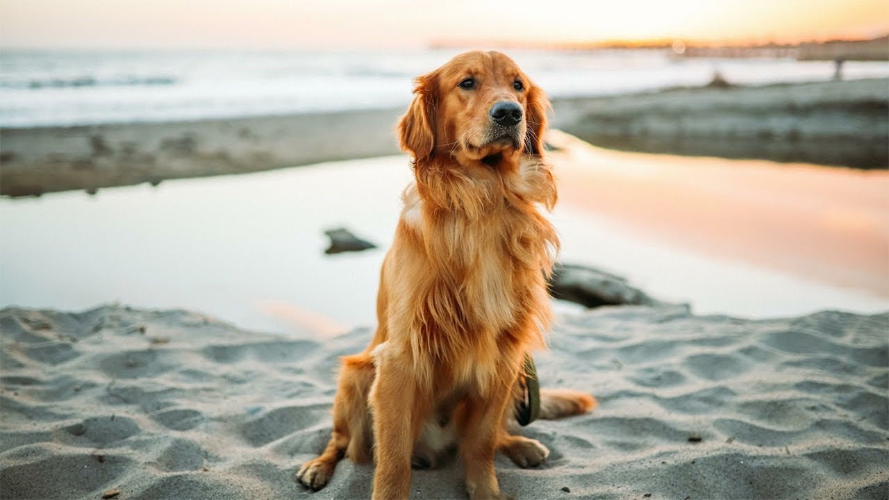 GOLDEN RETRIEVER YouTube