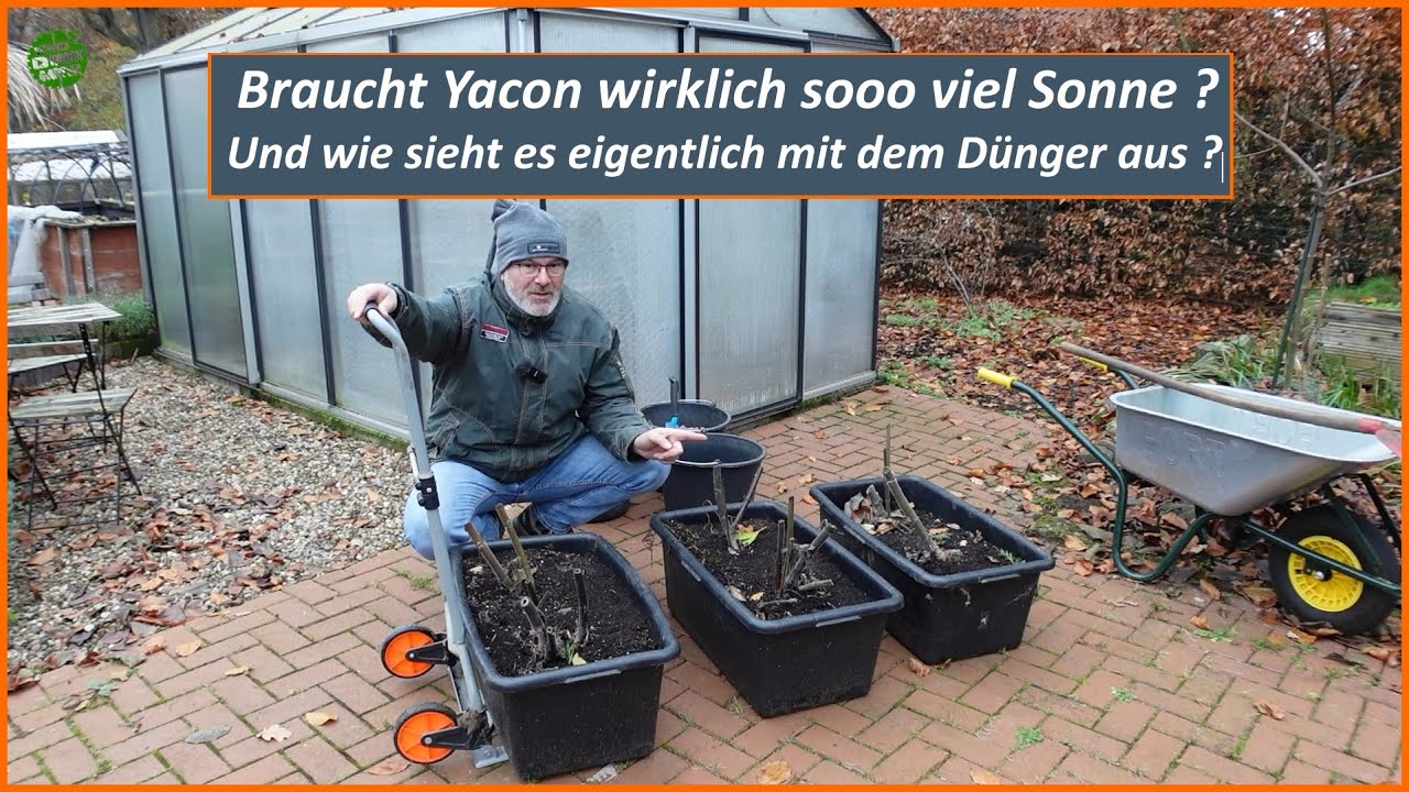 Yacon erfolgreich anbauen - Wieviel Sonne braucht die Pflanze - Wird Dünger überbewertet? Inkawurzel