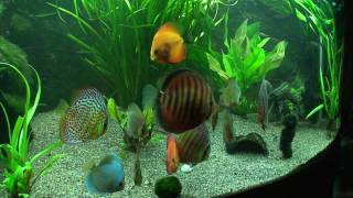 Discus.mpg
