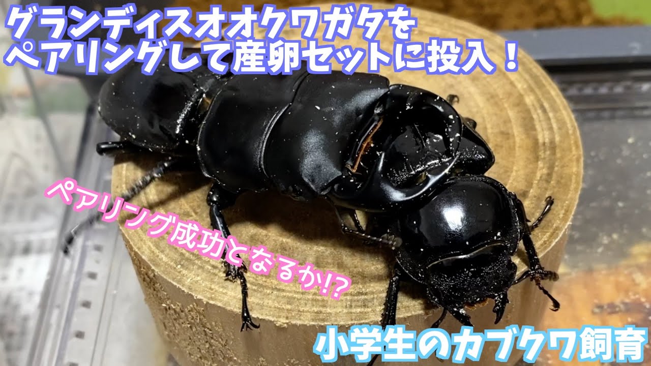 【グランディスオオクワガタ】小学生ブリーダーがグランディスオオクワガタのペアリングと産卵セット組みに挑戦しました！