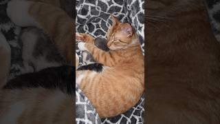 April 26th 2026 Cutie And Her Kittens Day 2