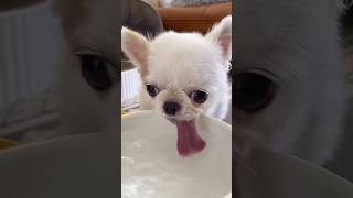 Tengo sed #viralshort #pets #mascotas #live #funny #dog #dogs #perros #pet #dogshorts #petsfofinhos