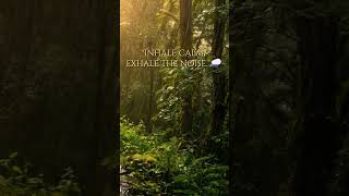When the leaves start to move 🌿 | Forest Rain for Focus & Study #shorts