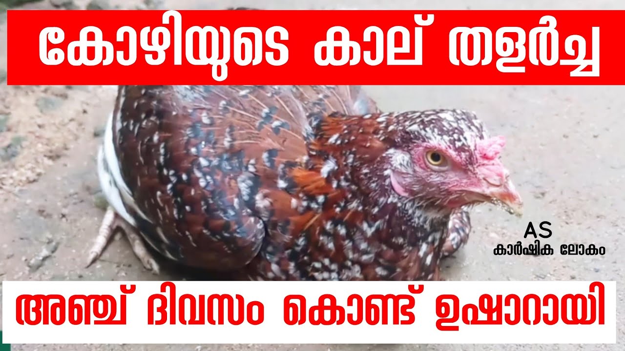 കോഴികളുടെ കാലുകൾ തളർന്നു പോകുന്നതിന്, കോഴികളുടെ കാല് തളർച്ച പരിഹാരങ്ങൾ,chick's leg paralysis,