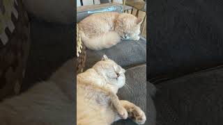 My Cats Living Their Best Life