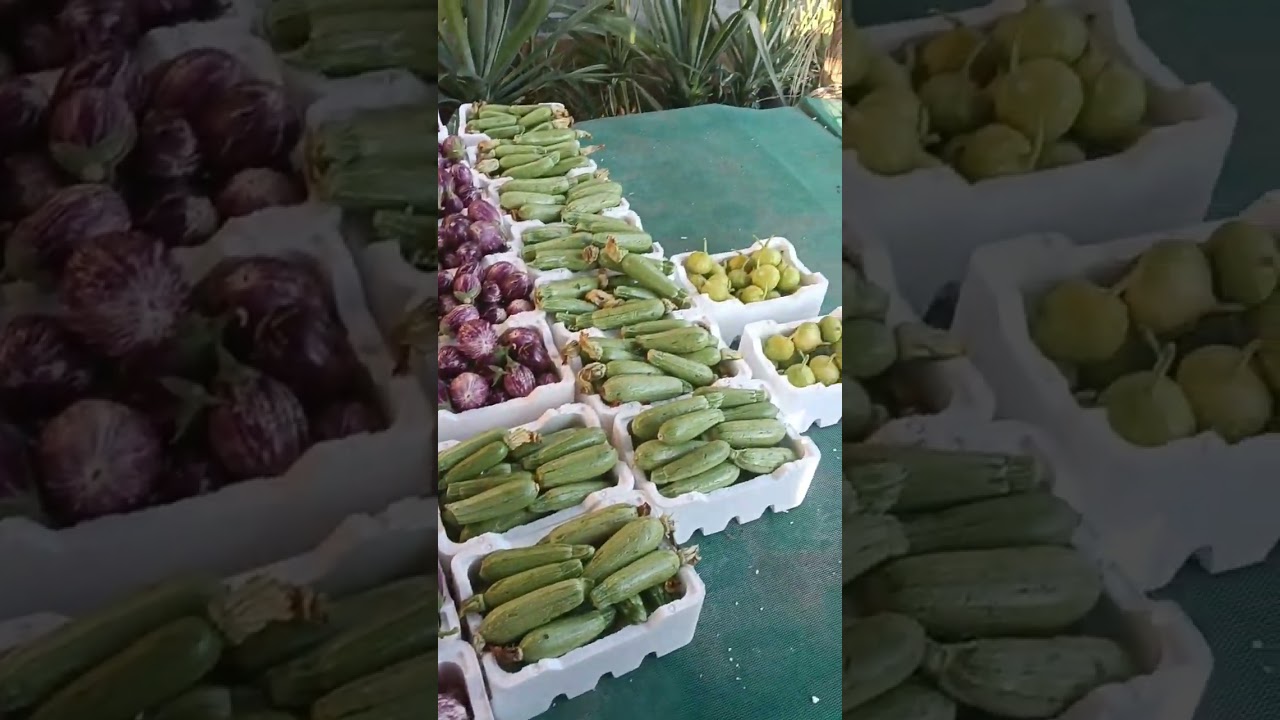 One day Trip போக best place.. Paradise Farm, Dammam