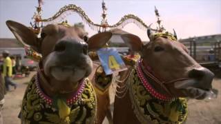 Download lagu Karapan Sapi and Sapi Sonok in Madura Island