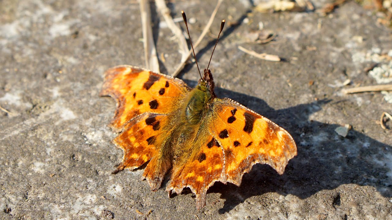 Comma Butterfly Or Polygonia c-album - In The Past It Was On The Verge Of Extinction