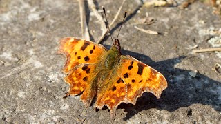 Comma Butterfly Or Polygonia c-album - In The Past It Was On The Verge Of Extinction