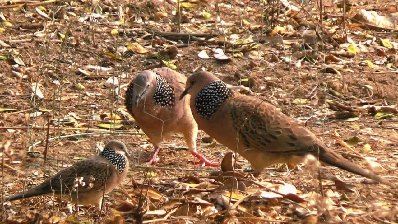 🔴Clip 55: Quá Khứ Con Bổi Nó Đẹp,Gù Ôm Sát Long,Không Xù Miếng Long #chimcugay II Cu Gáy Long Phú