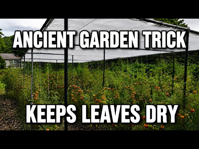 Stop Letting Rain Hit Your Tomato Plants